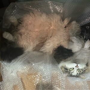 3/17/26 Live Show Item